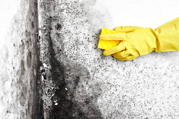 Best Same-Day Mold Removal  in Lely Resort, FL