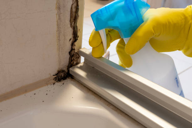 Best Certified Mold Removal  in Lely Resort, FL