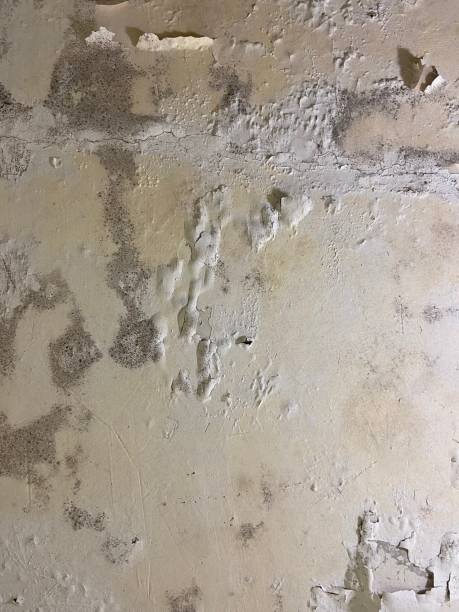 Best Mold Testing  in Lely Resort, FL
