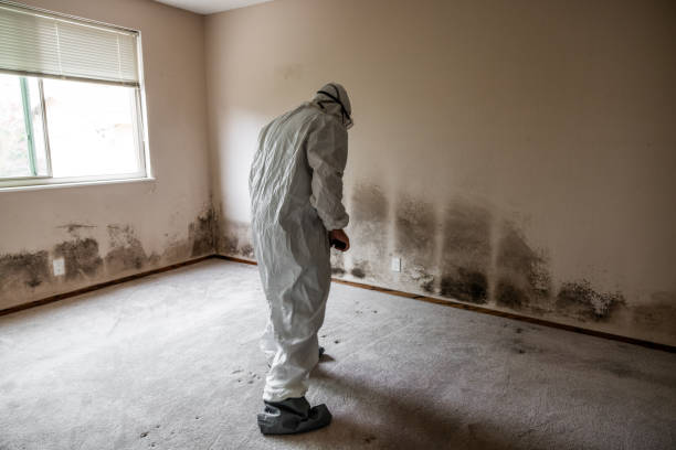 Best Fast Mold Removal  in Lely Resort, FL